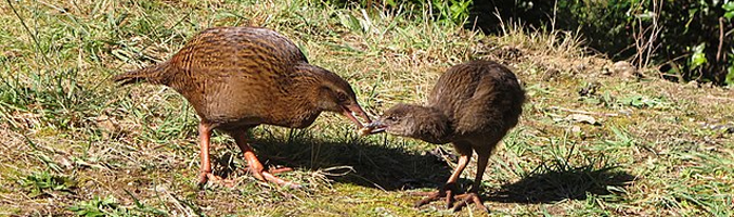 weka panorama